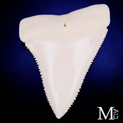 Dente di Grande Squalo Bianco -Primo Laterale Destro.
