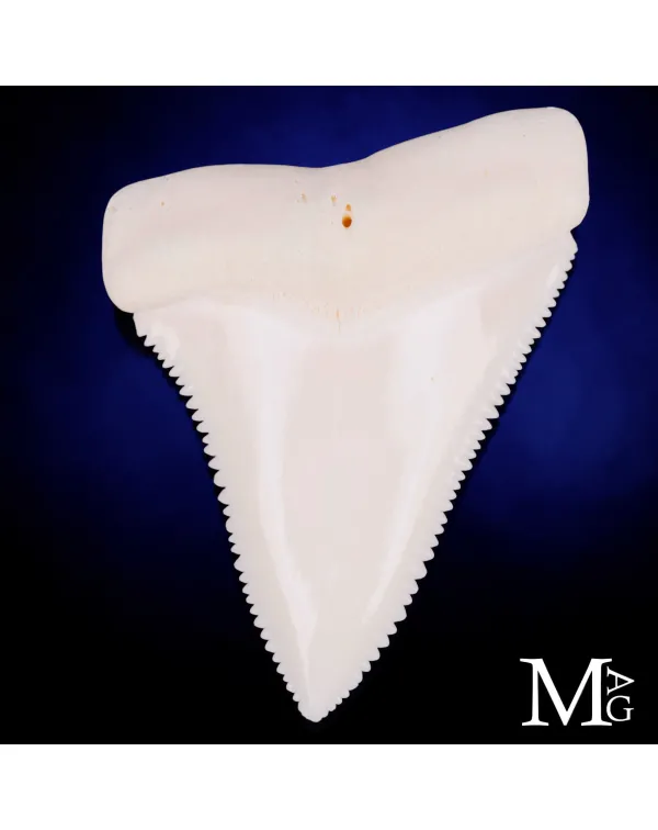Dente di Grande Squalo Bianco -Primo Laterale Dest...