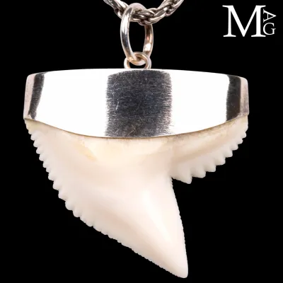 Ciondolo con Dente di Squalo Tigre in Argento 925