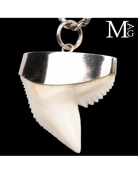 Ciondolo con Dente di Squalo Tigre in Argento 925