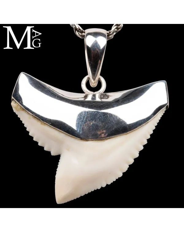 Ciondolo con Dente di Squalo Tigre in Argento 925.