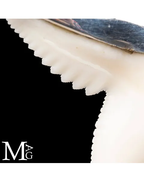 Ciondolo con Dente di Squalo Tigre in Argento 925.