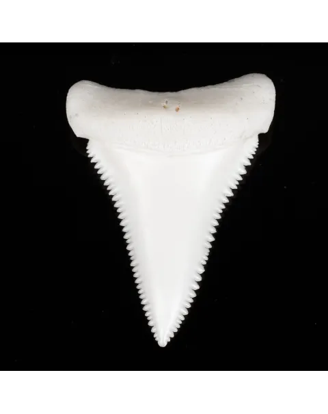 Dente di Squalo Bianco