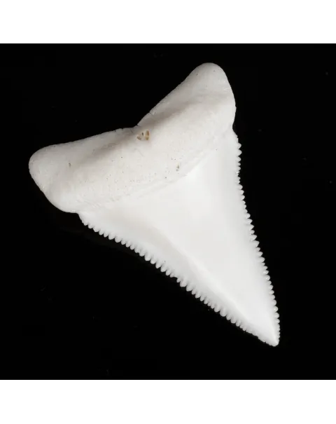 Dente di Squalo Bianco