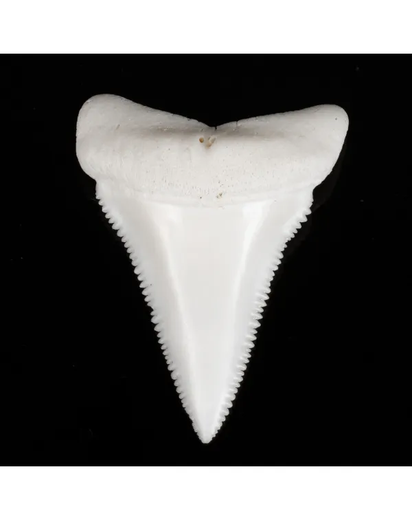 Dente di Squalo Bianco