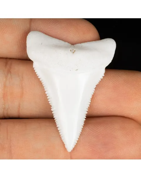 Dente di Squalo Bianco