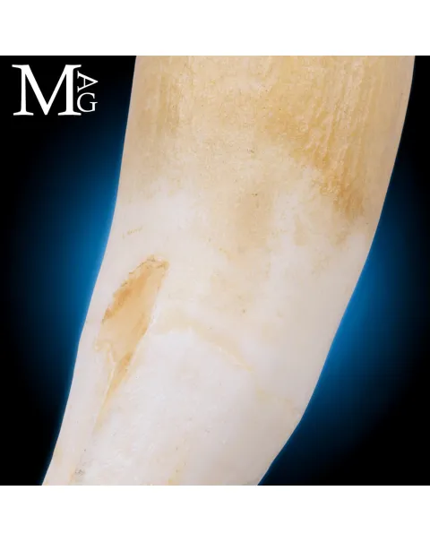 Pendente Talismano con Dente Naturale.