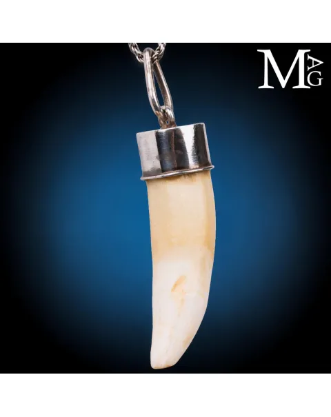 Pendente Talismano con Dente Naturale.