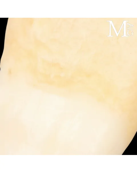 Pendente in Argento con Dente Naturale.