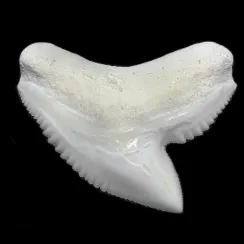 Denti di Squalo Tigre (4)