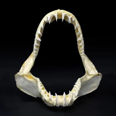Bocca di Squalo Mako