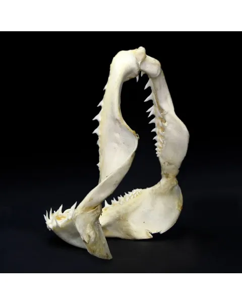 Bocca di Squalo Mako