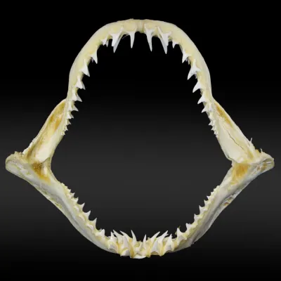 Bocca di Squalo Mako