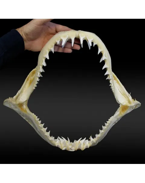 Bocca di Squalo Mako