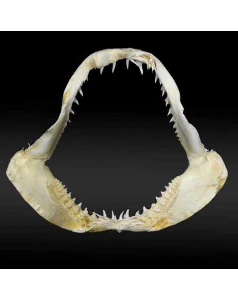 Bocca di Squalo Mako