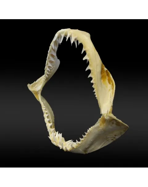Bocca di Squalo Mako