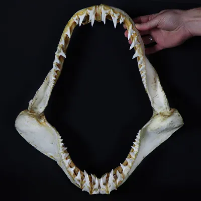 Bocca di Squalo Mako