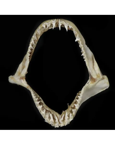 Bocca di Squalo Mako