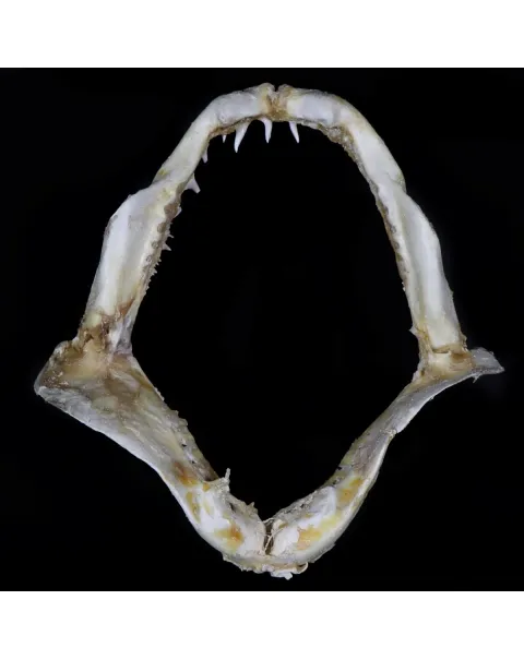 Bocca di Squalo Mako