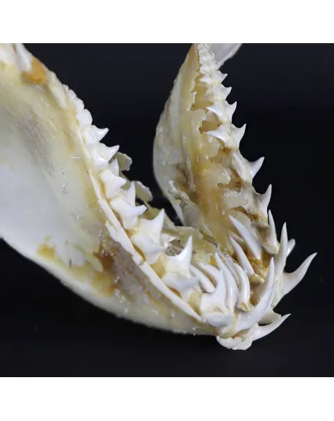 Bocca di Squalo Mako