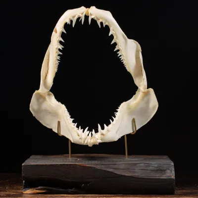 Bocca di Squalo Mako