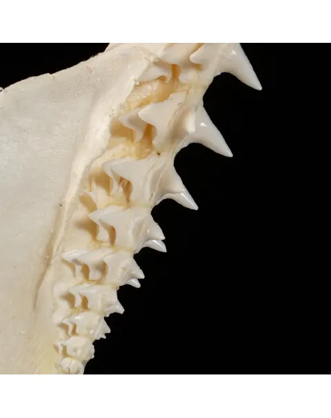 Bocca di Squalo Mako