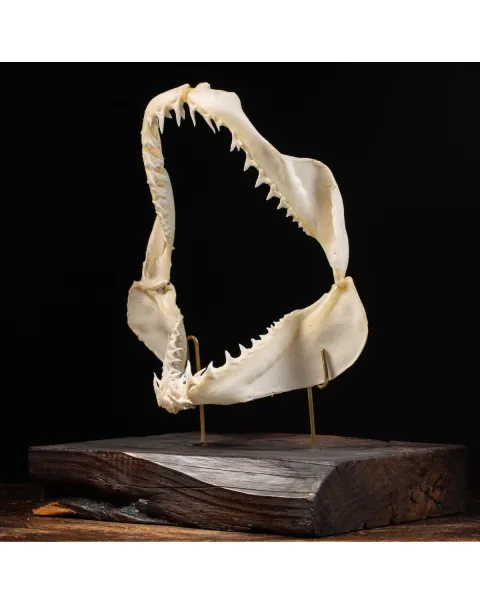 Bocca di Squalo Mako