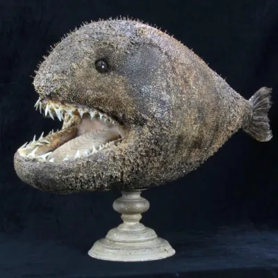 Chimera - Pesce degli abissi