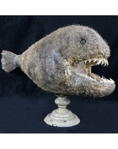 Chimera - Pesce degli abissi