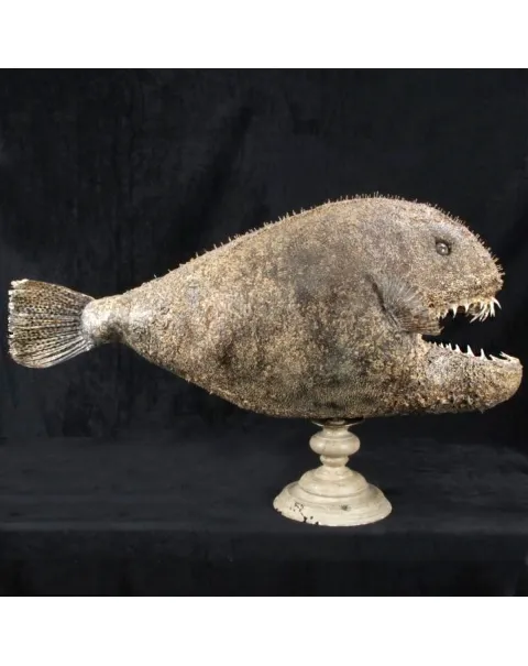 Chimera - Pesce degli abissi