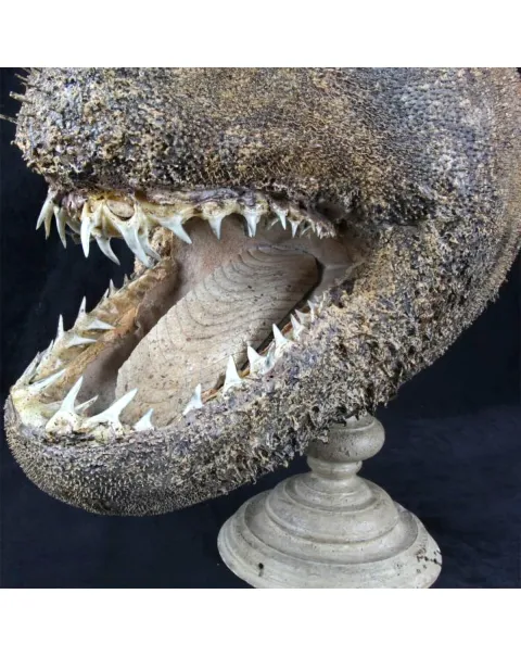 Chimera - Pesce degli abissi