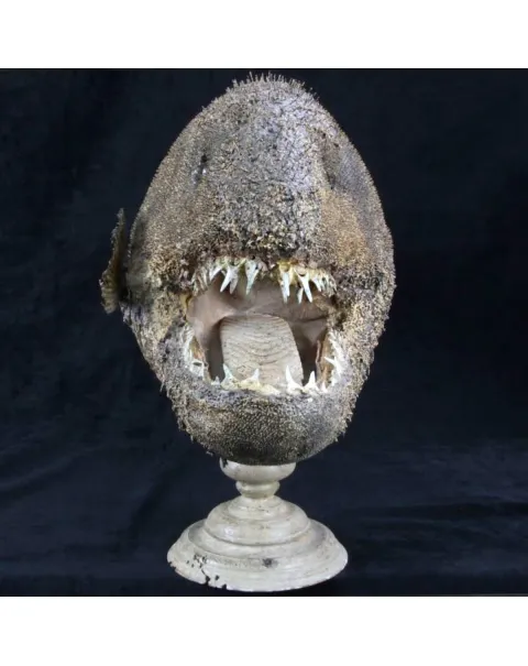 Chimera - Pesce degli abissi