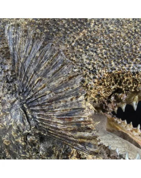 Chimera - Pesce degli abissi