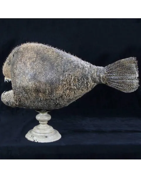 Chimera - Pesce degli abissi