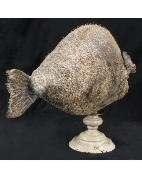 Chimera - Pesce degli abissi
