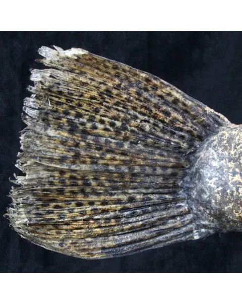 Chimera - Pesce degli abissi