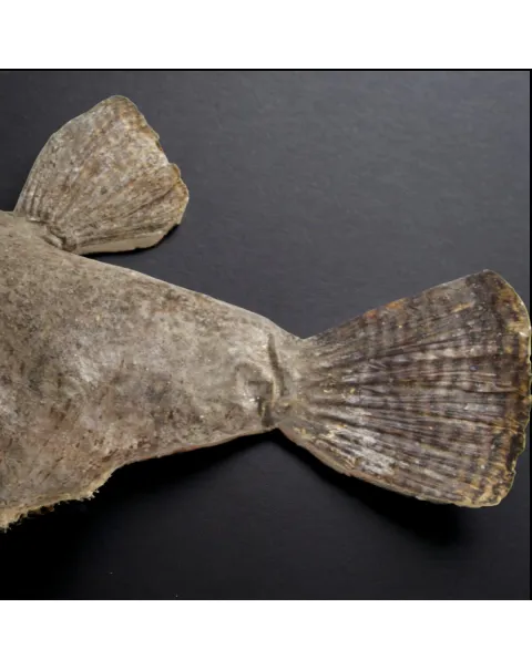 Chimera - PesceCinghiale