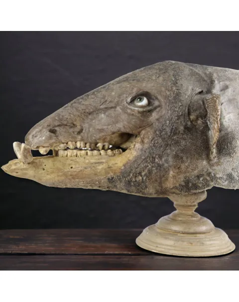 Chimera - PesceCinghiale