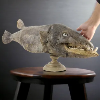 Chimera - PesceCinghiale