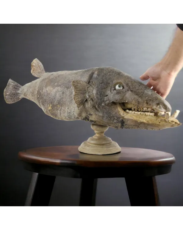 Chimera - PesceCinghiale