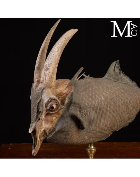 Chimera Tassidermica - animale immaginario.