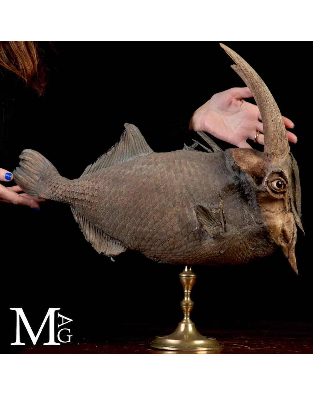 Chimera Tassidermica - animale immaginario.