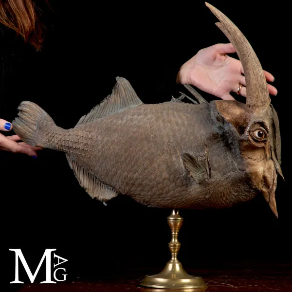 Chimera Tassidermica - animale immaginario.