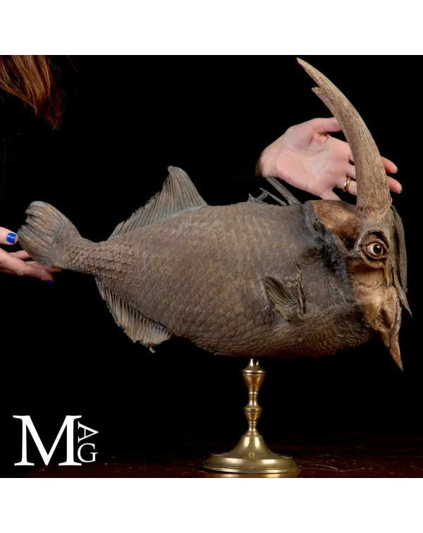 Chimera Tassidermica - animale immaginario.