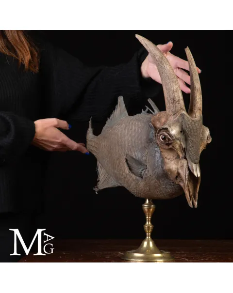 Chimera Tassidermica - animale immaginario.