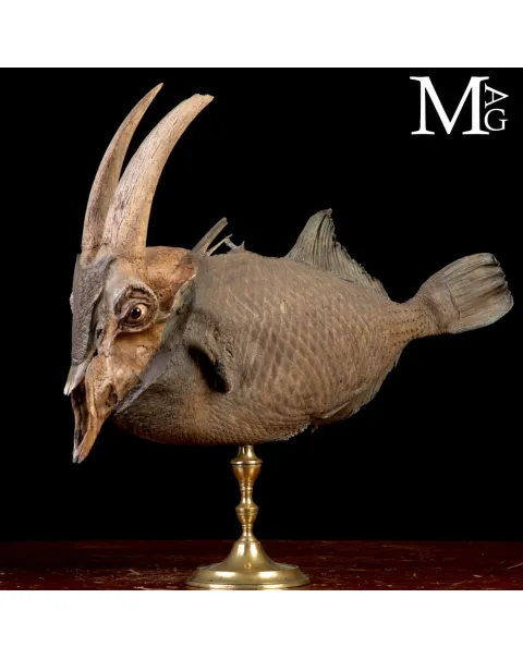 Chimera Tassidermica - animale immaginario.