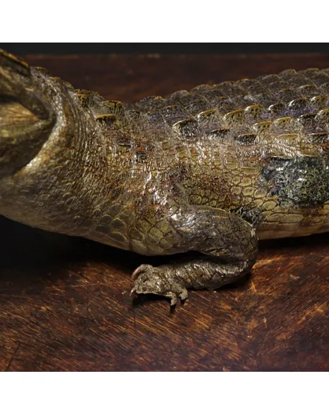 Coccodrillo imbalsamato