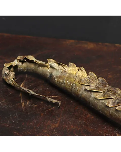 Coccodrillo imbalsamato