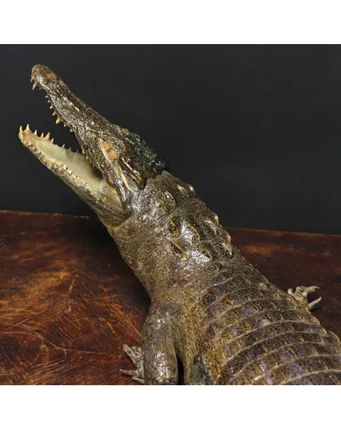 Coccodrillo imbalsamato