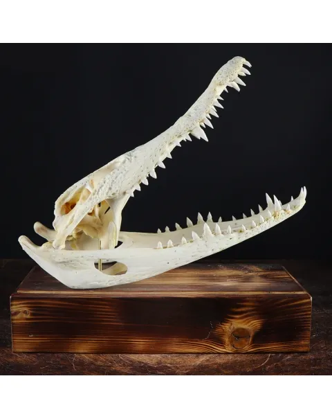 Teschio di Coccodrillo